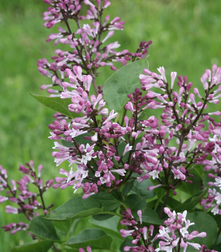 Syringa x Baby Kim®