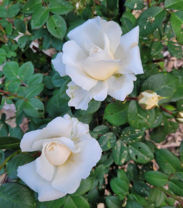Rosa Cloud 10™