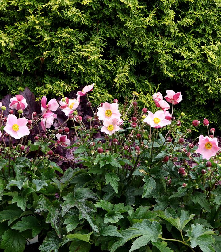 Anemone x Satin Doll™ Blush