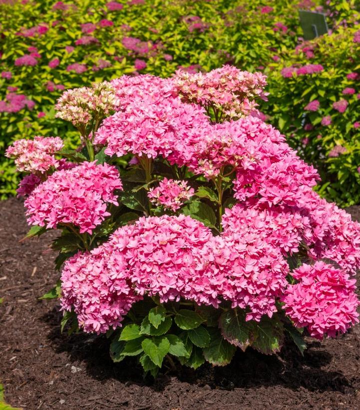 Hydrangea macrophylla Starfield™