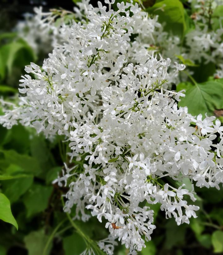 Syringa vulgaris New Age™ White