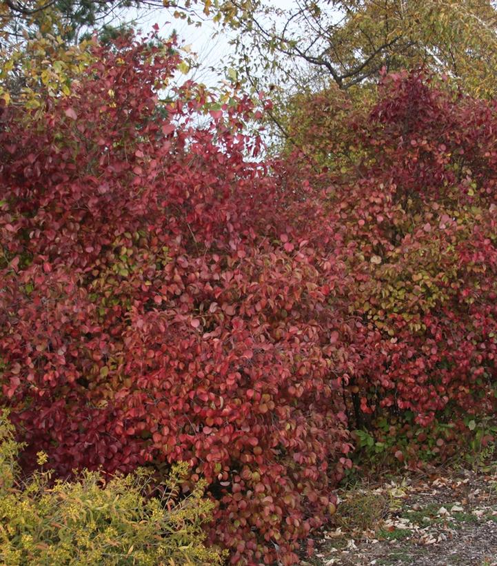 Viburnum dentatum Red Feather®