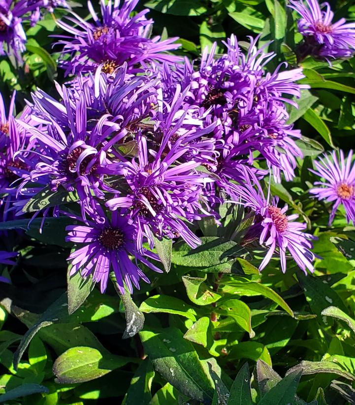Aster novae-angliae 'Grape Crush'