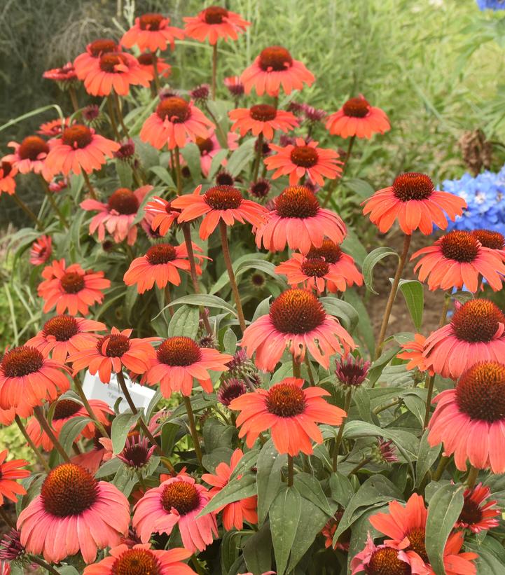Echinacea purpurea Eye-Catcher™ Tanager