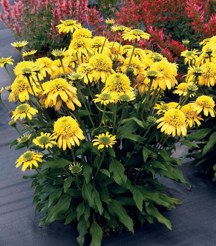 Echinacea Sunny Days™ Lemon Lemon Coneflower from Prides Corner Farms