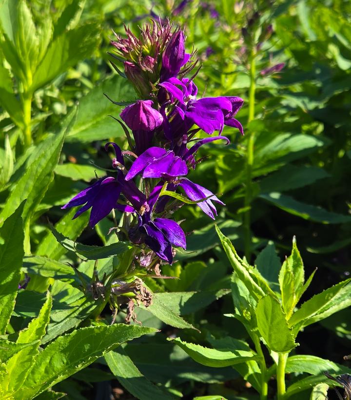 Lobelia speciosa Starship™ Blue
