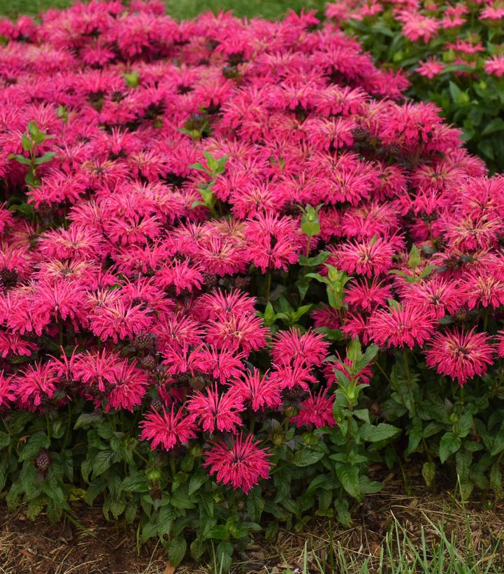 Monarda hybrid `Leading Lady Razzberry`
