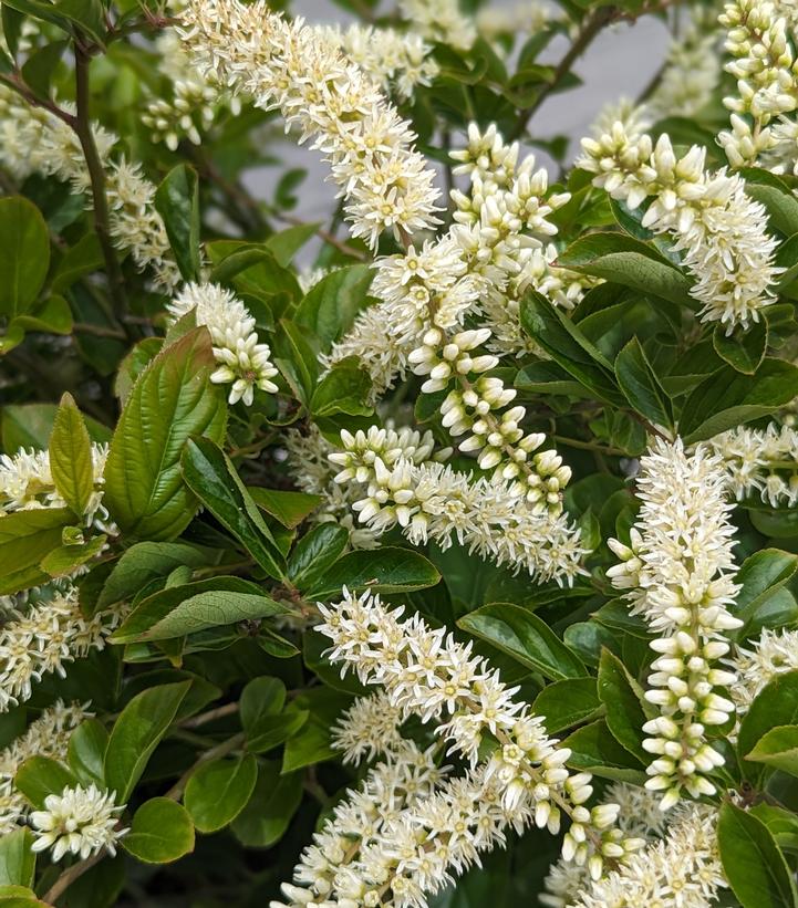 Itea virginica Fountains of Rouge™
