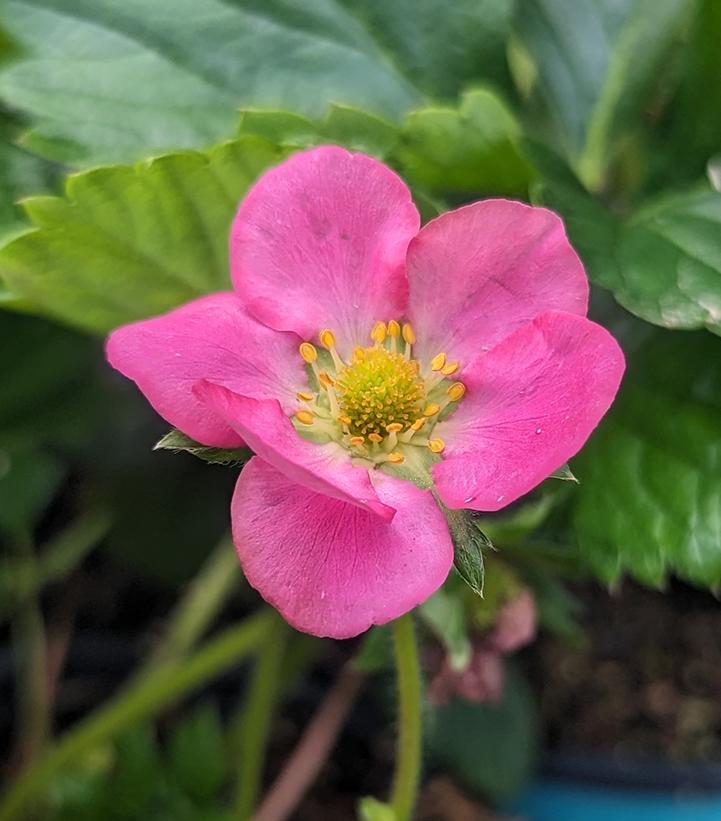 Fragaria x ananassa Rosy Belle™