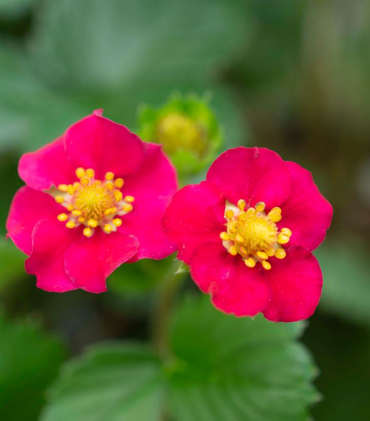 Fragaria ananassa Scarlet Belle™