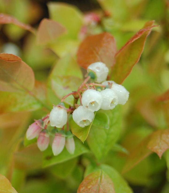 Vaccinium corymbosum 'Polaris'