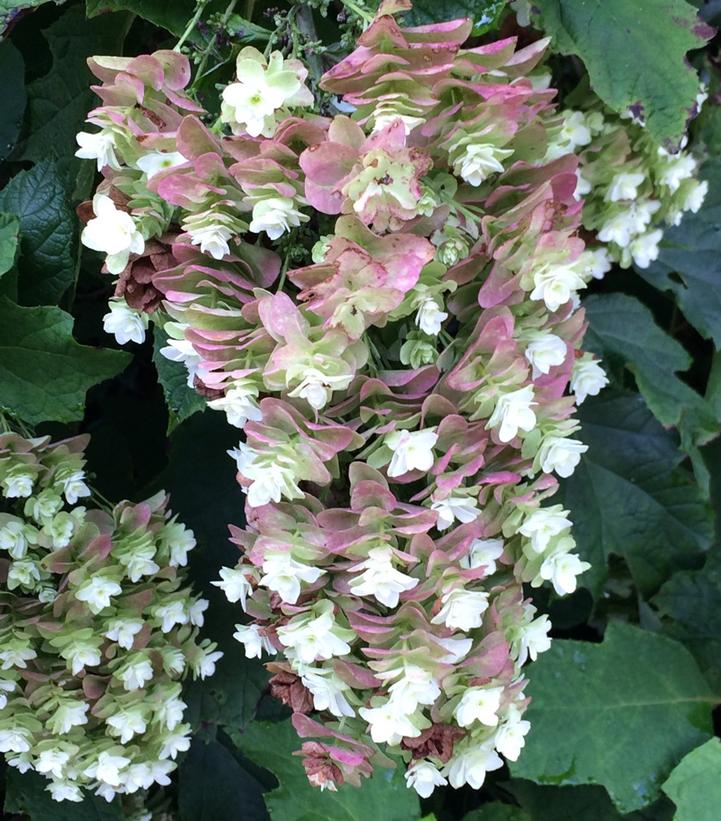 Hydrangea quercifolia 'Snowcicle'