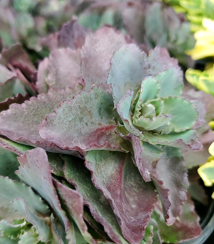 Sedum x 'Night Light'