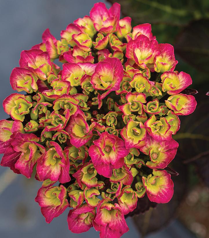 Hydrangea macrophylla Akadama™