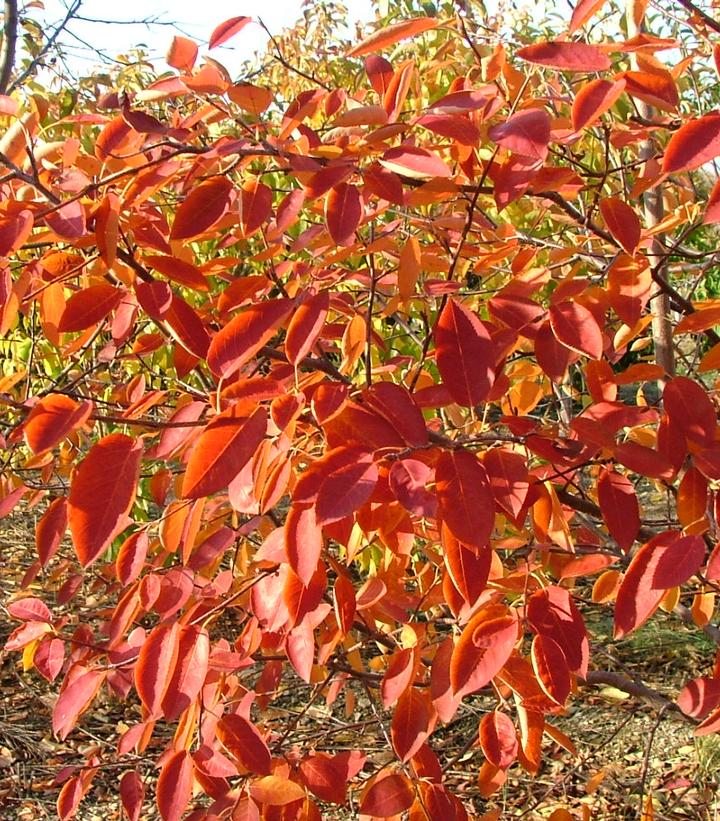 Amelanchier canadensis Spring Glory®
