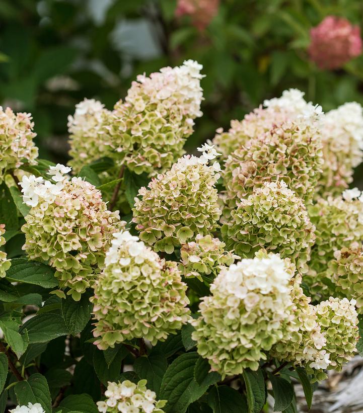 Hydrangea paniculata Little Hottie® Panicle Hydrangea