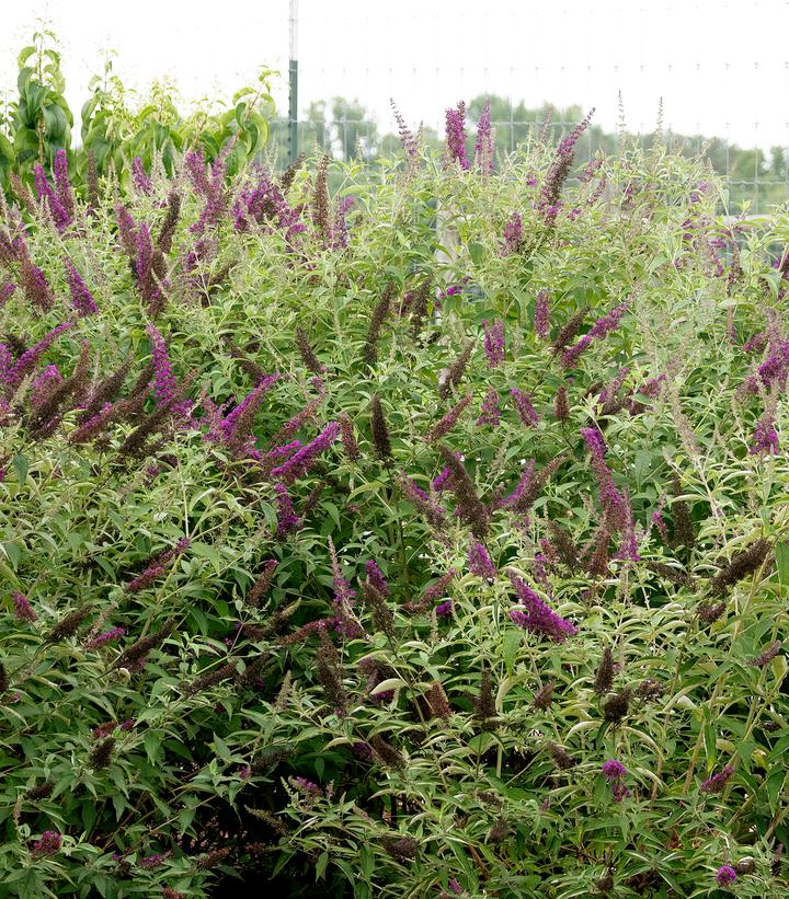 Buddleia davidii Groovy Grape™