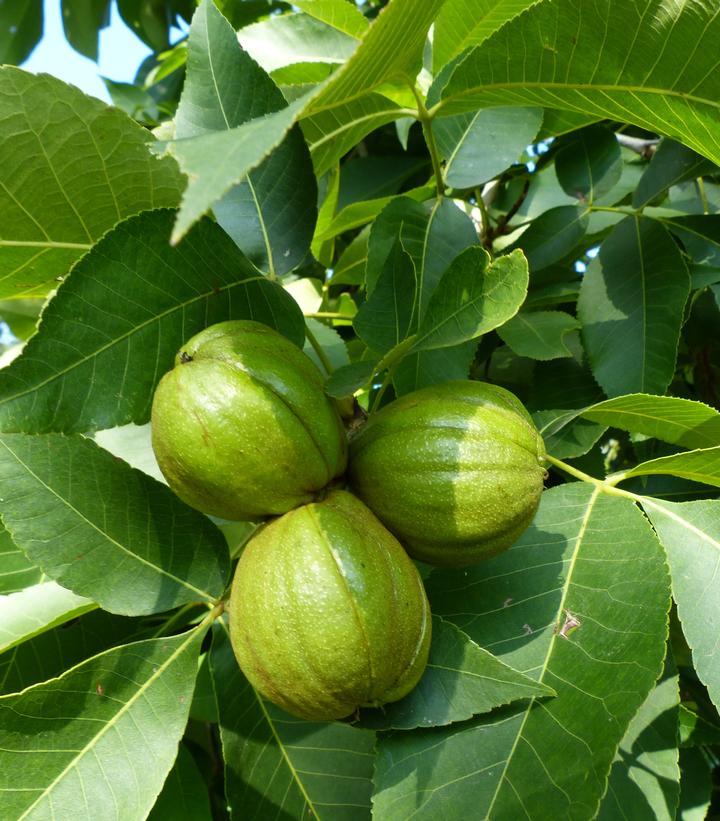Carya ovata 