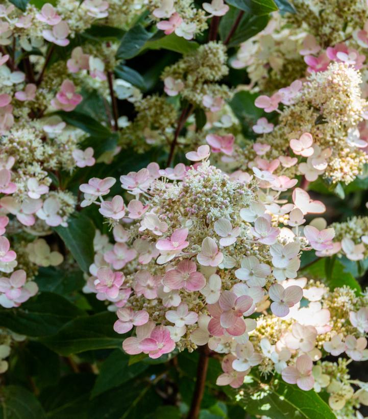 Hydrangea paniculata Torch™