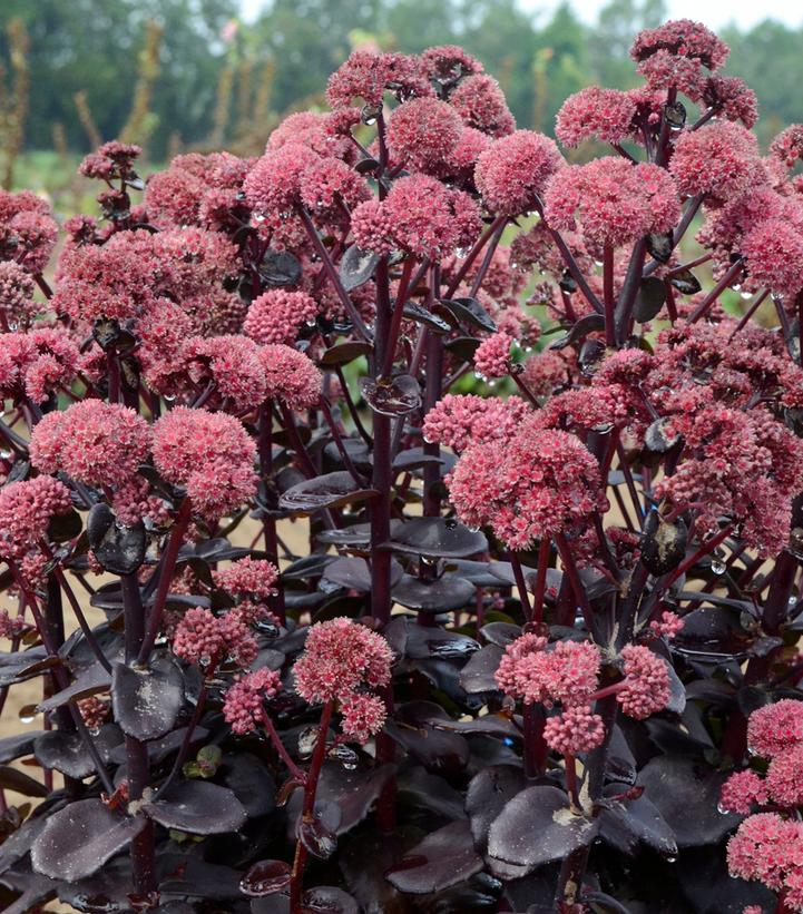 Sedum x 'Night Embers'