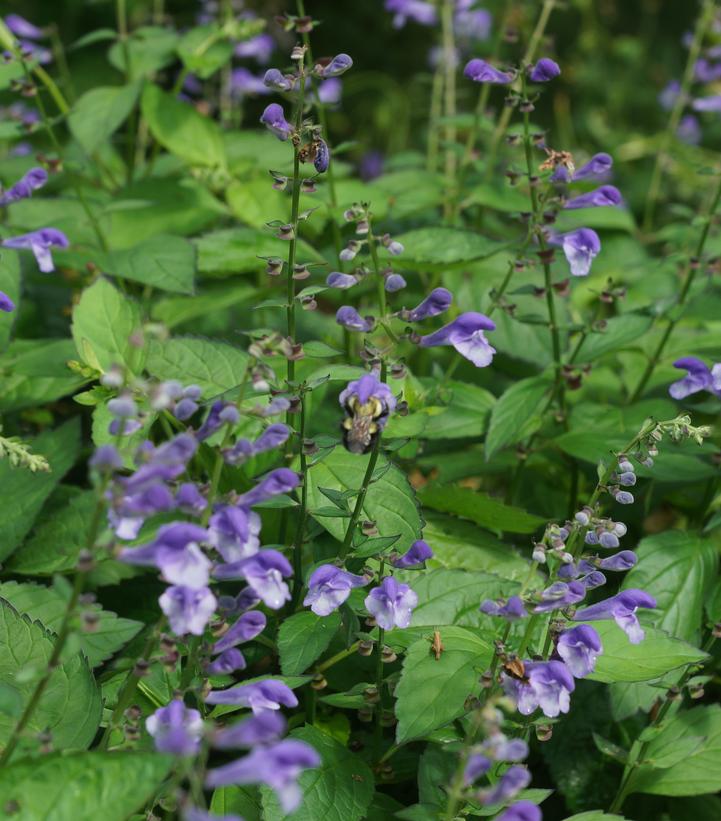 Scutellaria 'Appalachian Blues'