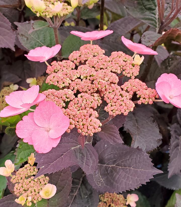 Hydrangea serrata Pink Dynamo™