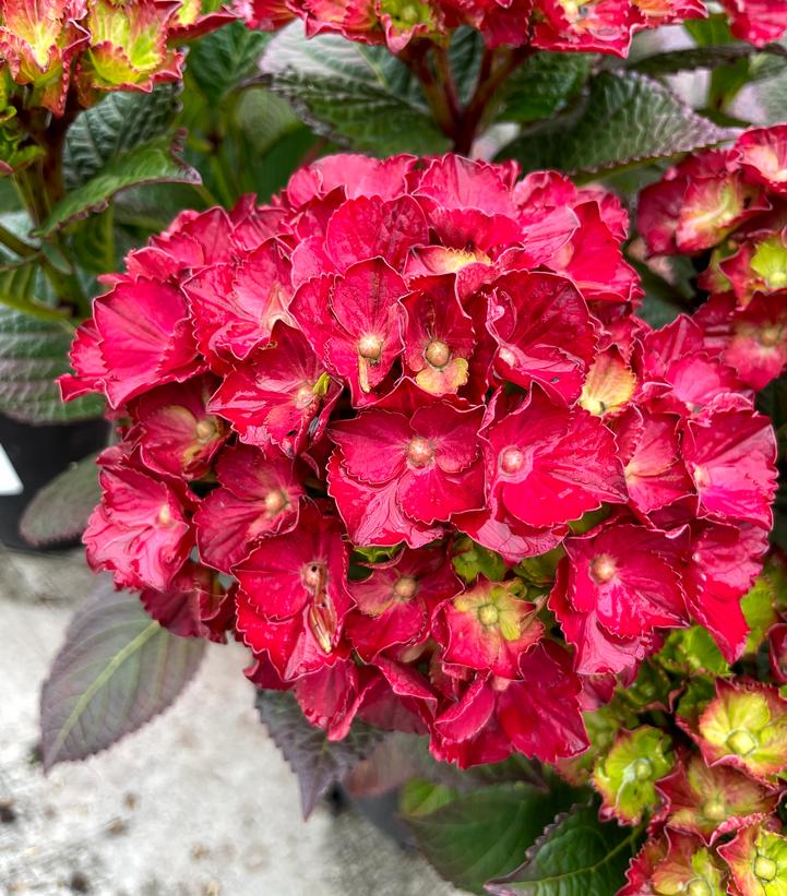 Hydrangea macrophylla Cherry-Go-Round™