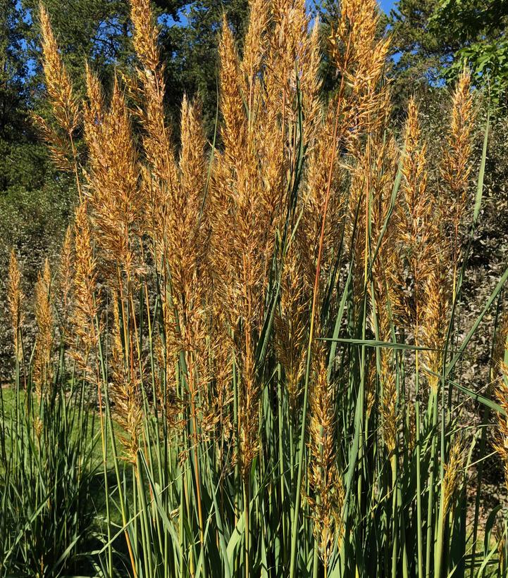 Sorghastrum nutans Golden Sunset®
