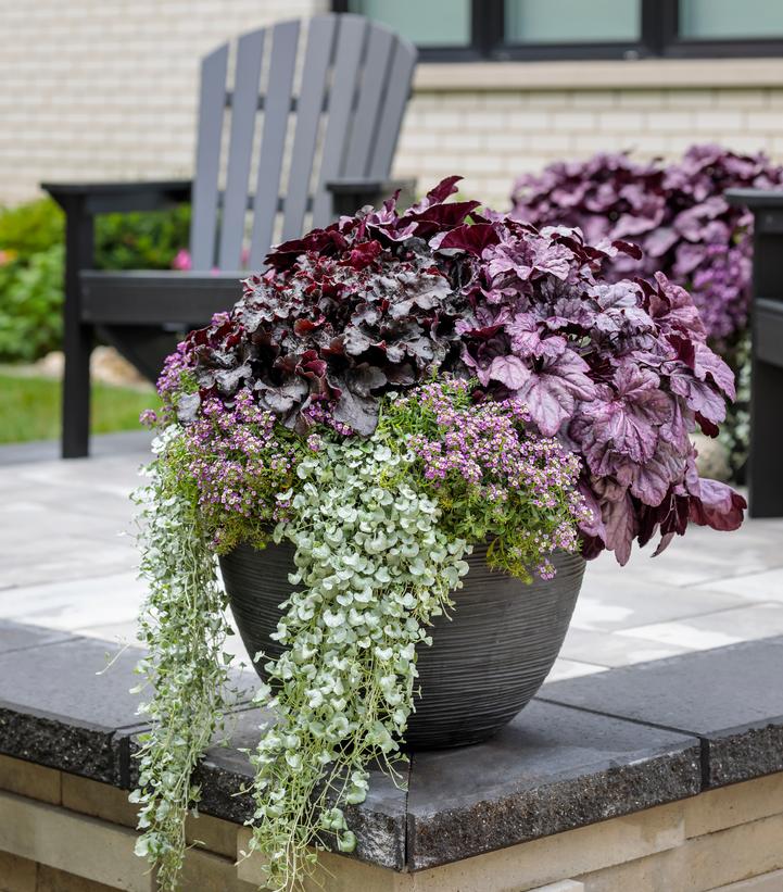 Heuchera hybrid Dressed Up™ 'Evening Gown'