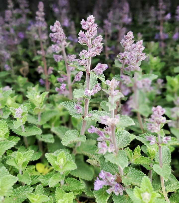 Nepeta 'Picture Purrfect'