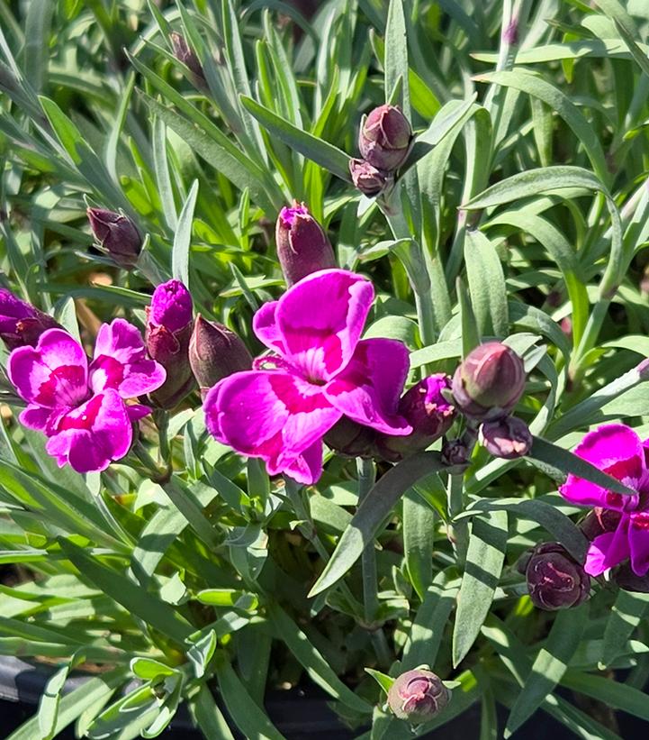 Dianthus x Everlast™ - Violet Blue