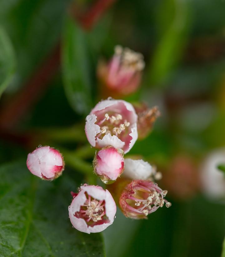 Cotoneaster lucidus x apiculatus Autumn Inferno®
