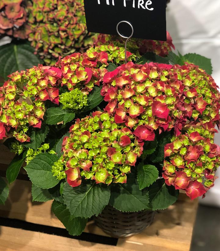 Hydrangea mac. HI™ Fire