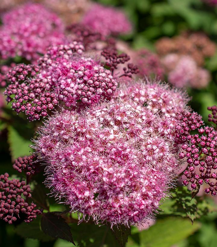 Spiraea japonica Empire® Ice Dragon™