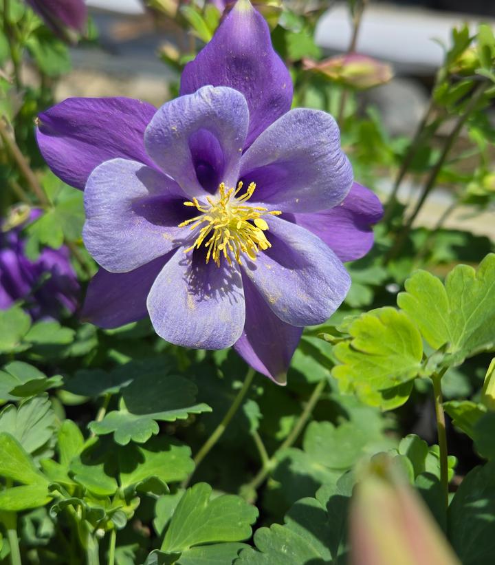Aquilegia x Earlybird™ Purple Blue