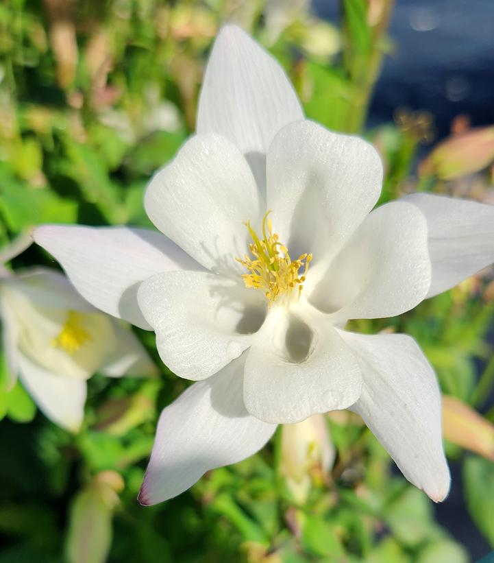 Aquilegia x Earlybird™ White