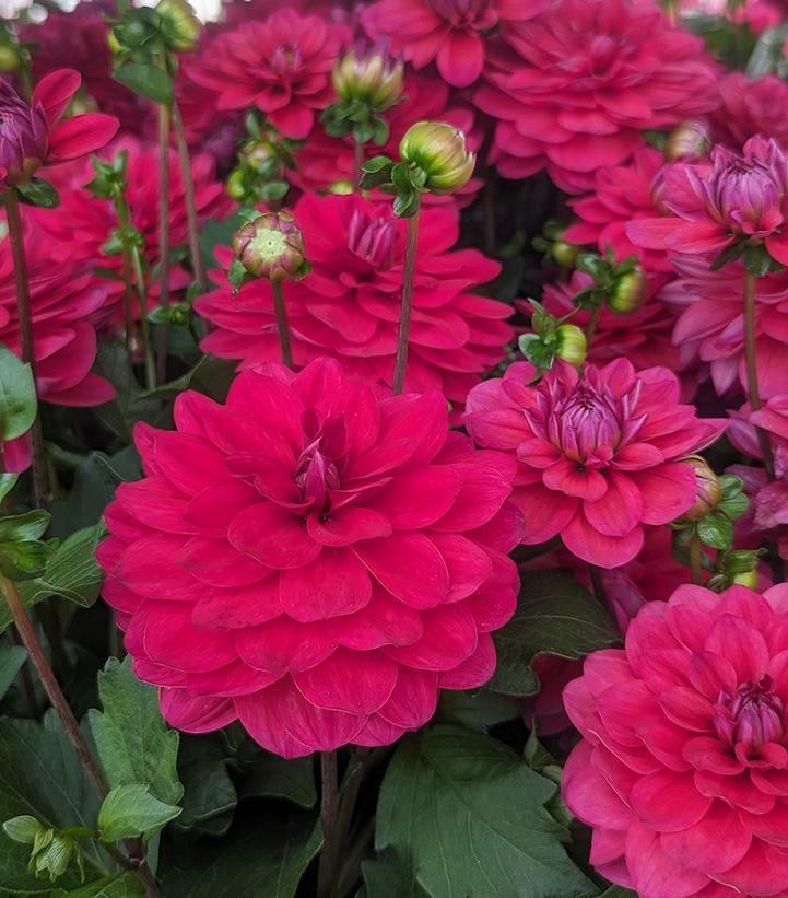 Dahlia Dalaya® Raspberry