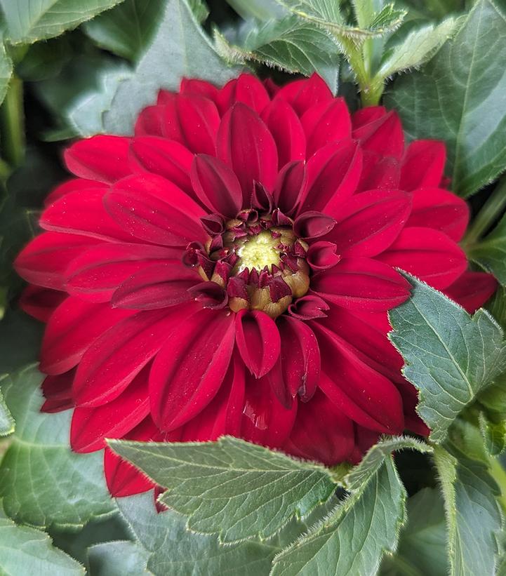 Dahlia Dalaya® Vampire