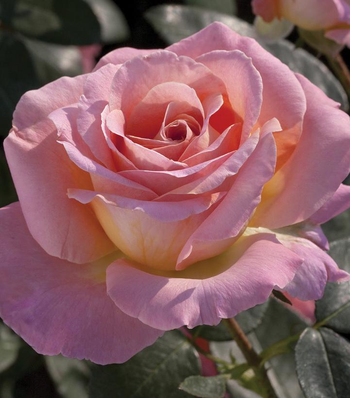 Rosa Elle®