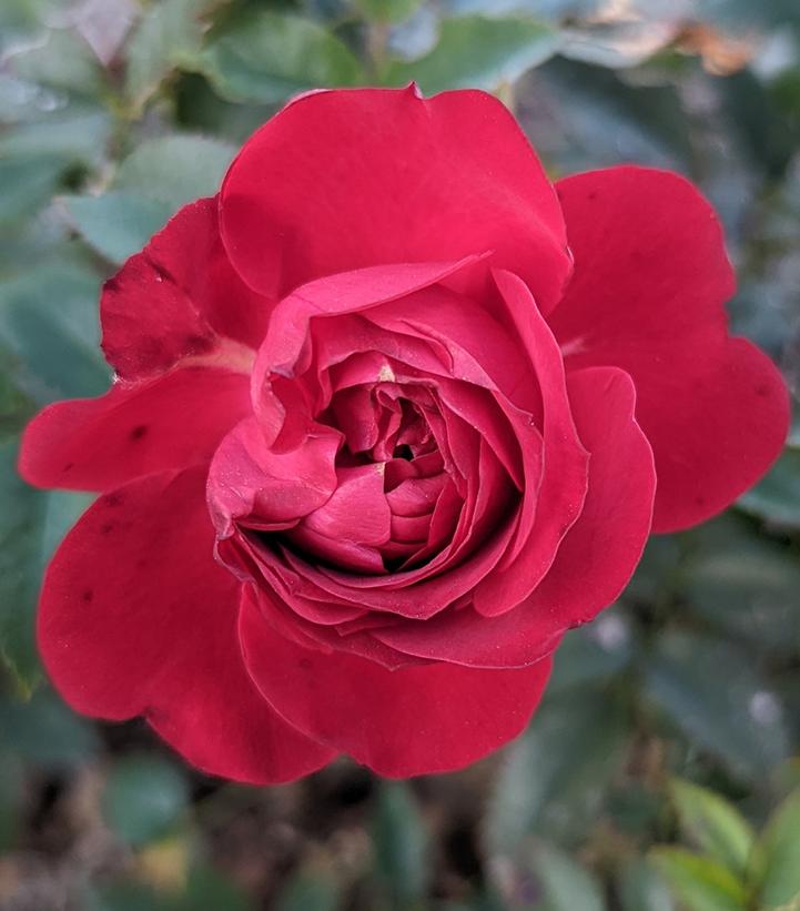 Rosa True Love™