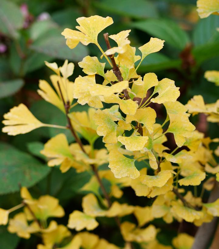 Ginkgo biloba Skinny Fit®