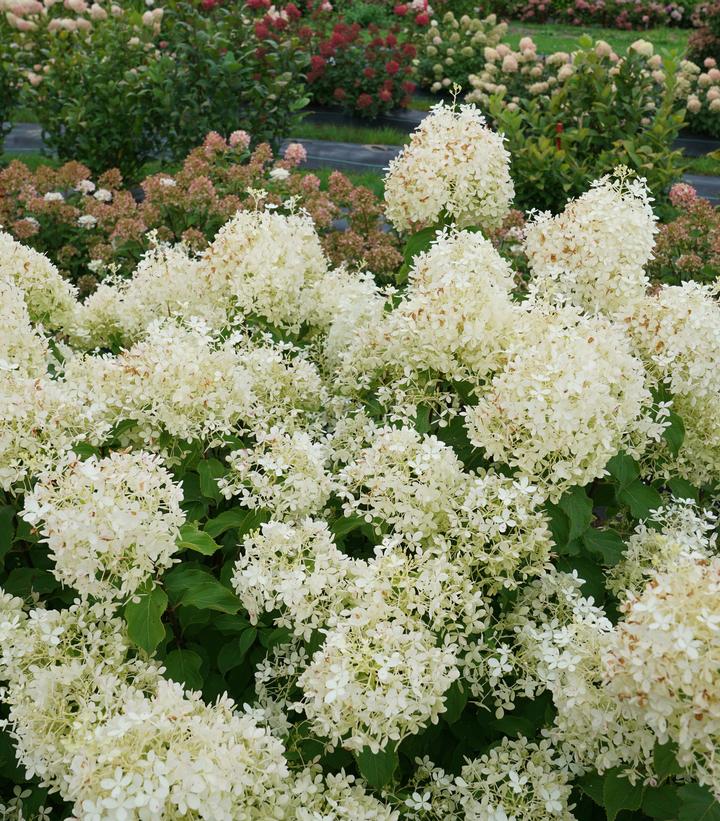 Hydrangea paniculata Puffer Fish®