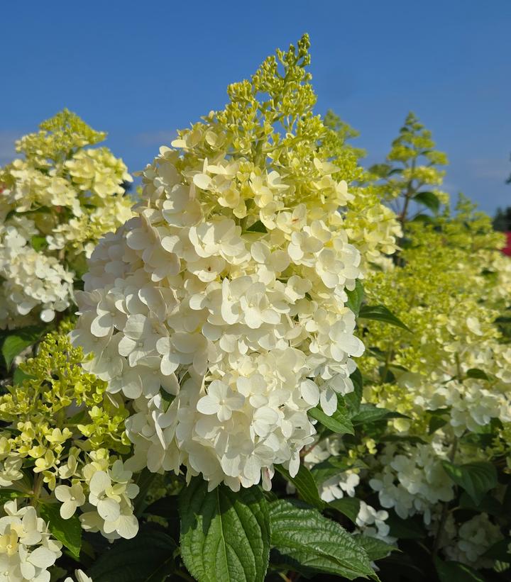 Hydrangea paniculata Magical® Ruby Snow