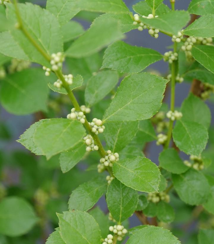 Ilex verticillata Mr. Poppins®