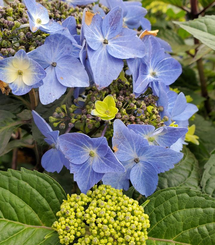 Hydrangea macrophylla Endless Summer® Pop Star®