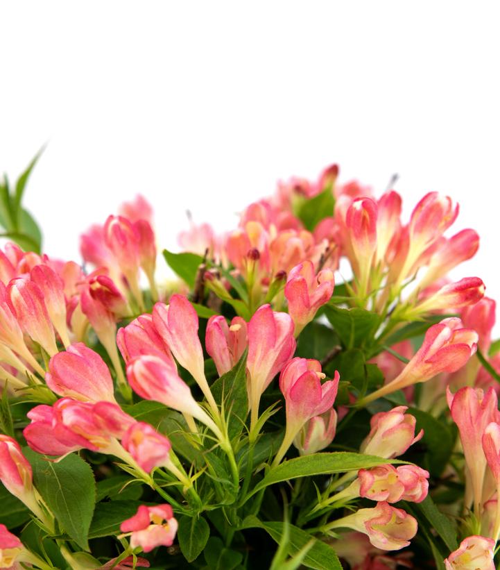 Weigela x Peach Kisses™