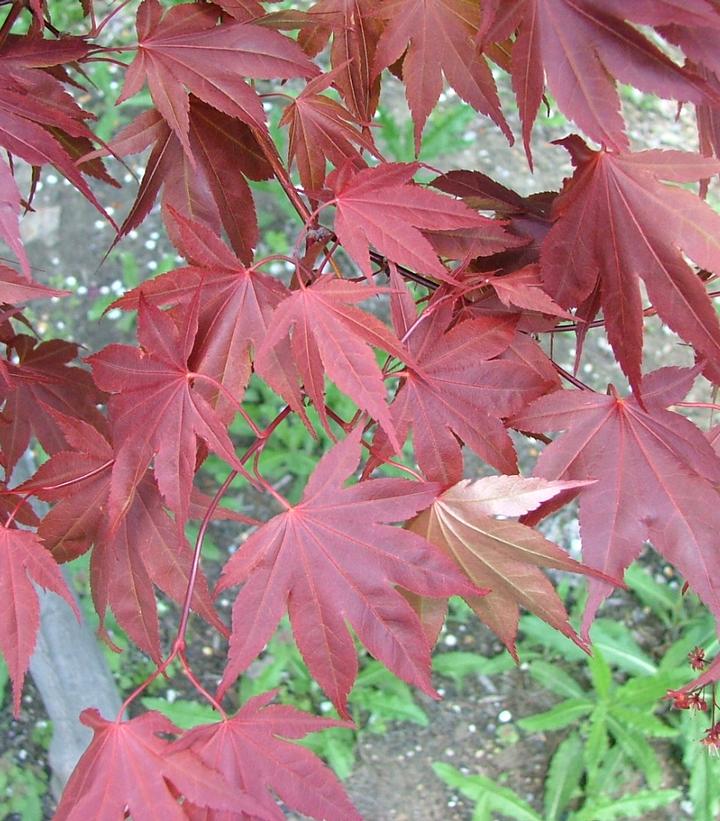 Acer palmatum Samurai Sword™