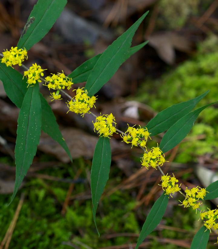 Solidago caesia 