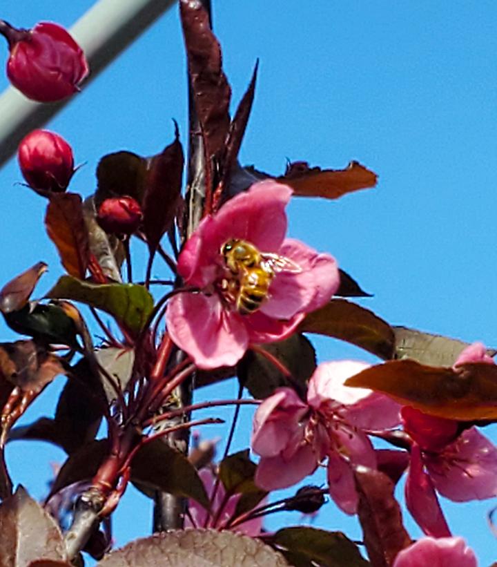 Malus 'Perfect Purple'