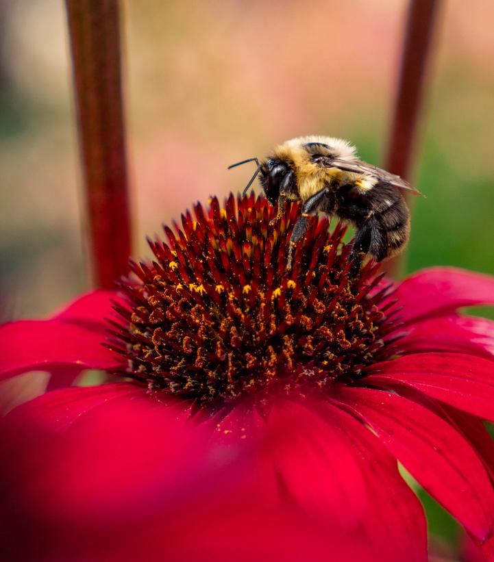 Echinacea x Panama™ Red